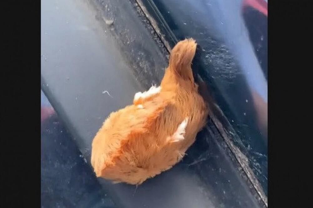 PRIŠLI SU KOLIMA, TAMO JE BILO NARANDŽASTO STVORENJE KOJE SE MIGOLJILO: Kad su saznali šta je, sledili su se odmah