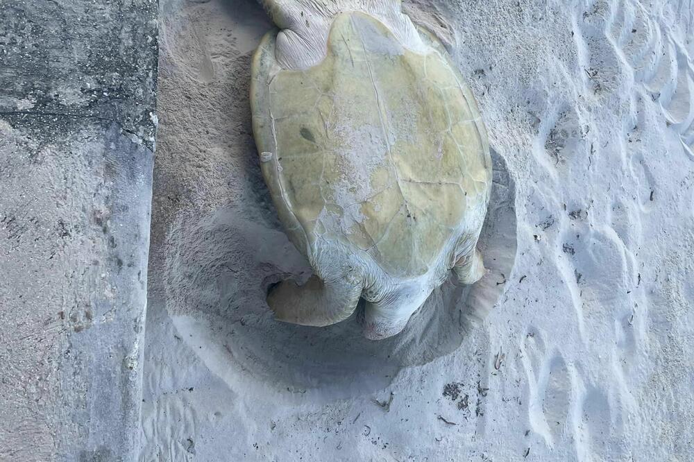 UGLEDALI MORSKU KORNJAČU OD 180 KILOGRAMA U PESKU: Kada su joj se PRIBLIŽILI, doživeli su OGROMAN ŠOK (FOTO)