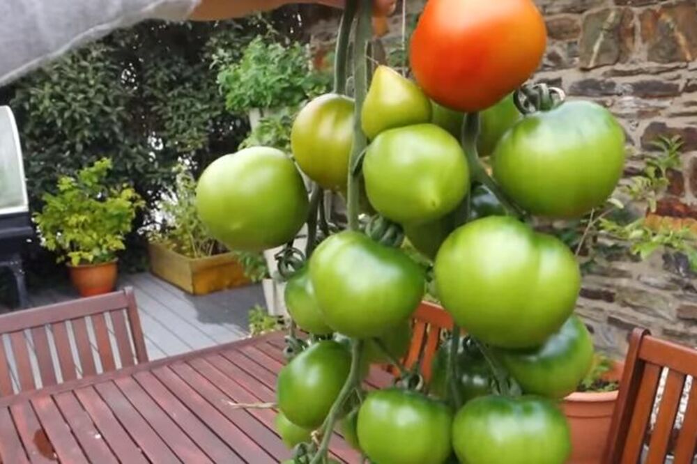 SLATKO OD ZELENOG PARADAJZA ĆE VAS IZUTI IZ CIPELA: Ovakvo još niste probali, evo u čemu je ŠTOS