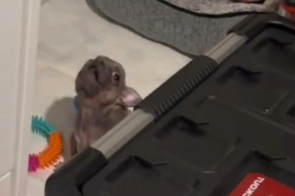 OGRADILI GA STVARIMA DA BI MOGLI MIRNO DA SPAVAJU: Međutim, ovaj maleni pas NIKAKO ne pristaje na KOMPROMIS (VIDEO)