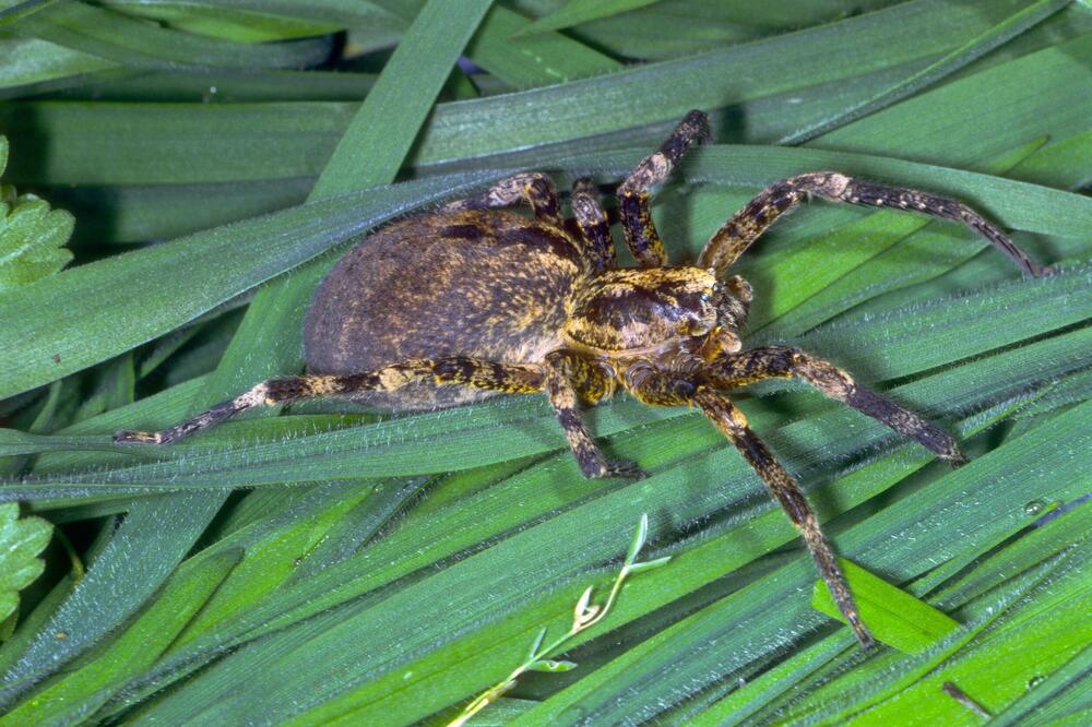 DA LI JE OVAJ JEZIVI PAUK NOVI STANOVNIK SRBIJE? Evo u kom GRADU se PRVO POJAVIO i da li je OPASAN po ČOVEKA! FOTO