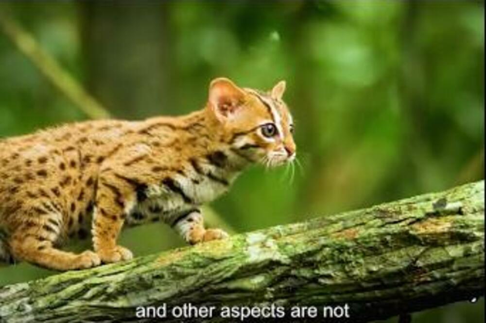 OVO JE NAJMANJA VRSTA OVE ŽIVOTINJE: Manja je od VAŠEG DLANA, a na SVETU ih ima samo 30 (VIDEO)