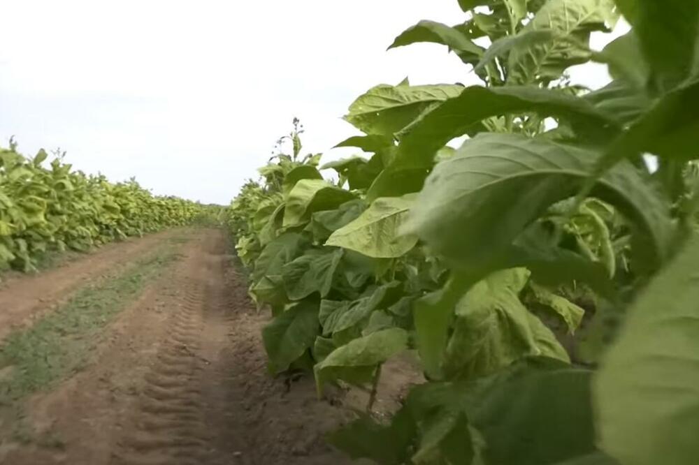OTKUPNA CENA OVE BILJKE U SRBIJI JE REKORDNA: Za kilo ISPLAĆUJU više nego IKAD!