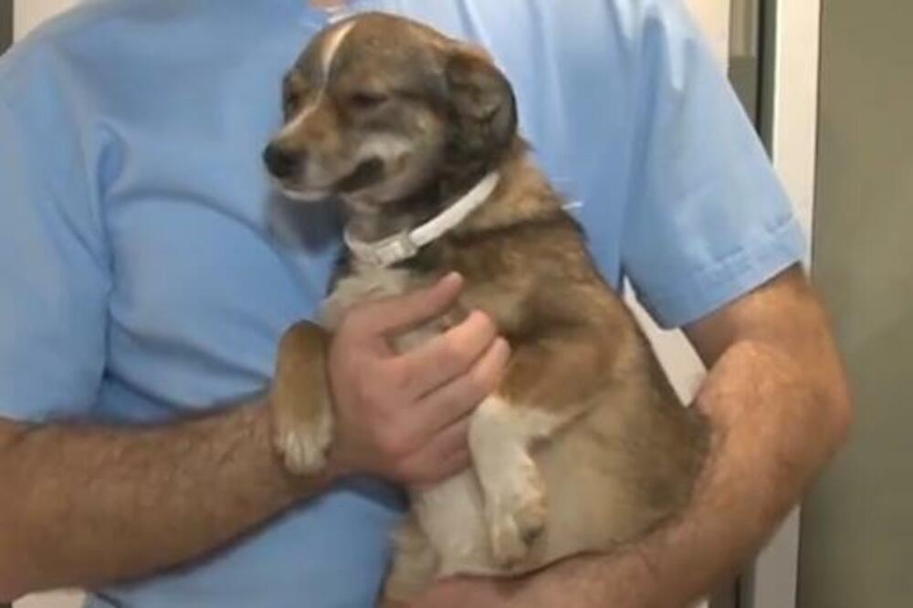 7 SIMPTOMA KOJE KOD VAŠEG PSA NIKAKO NE SMETE IGNORISATI: Jedan SVI ZANEMARUJU, a može biti OPASAN