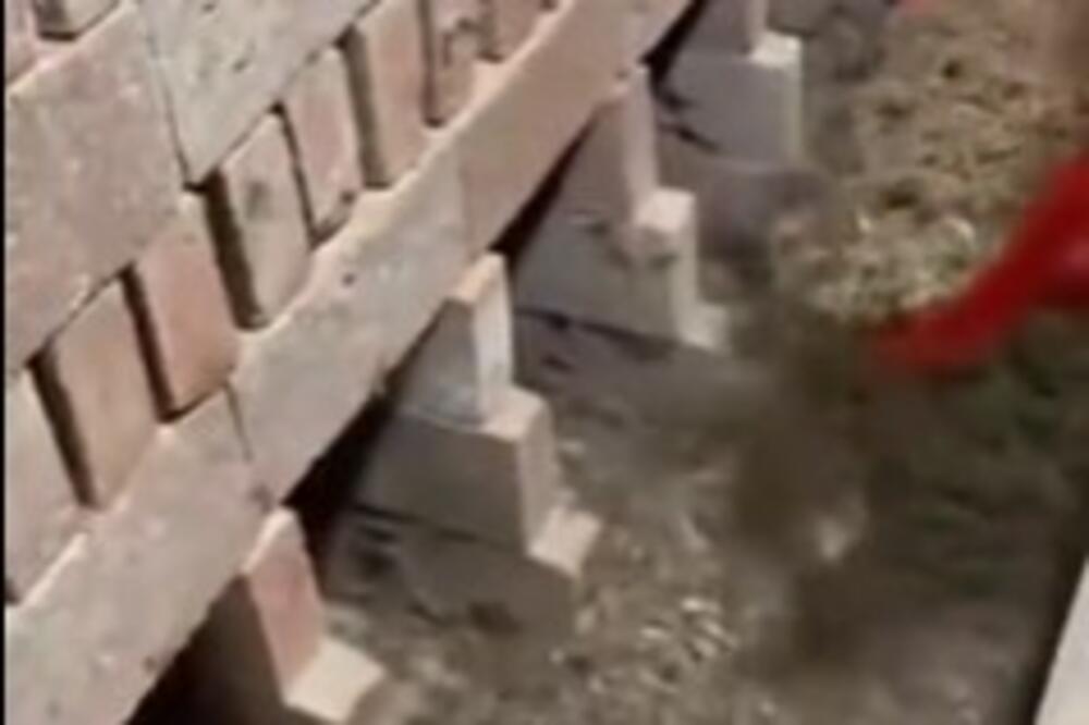 DA LI JE OVO NAJOPASNIJI POSAO? Hiljade ZVERI mu GMIŽE oko nogu, a iza svega se krije ŽELJA ZA OTROVOM (VIDEO)