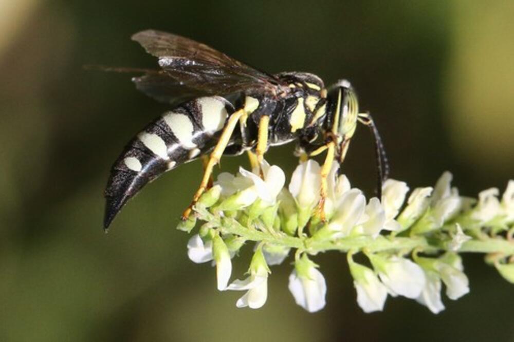 DERMATOLOG OTKRIO ŠTA NIKAKO NE SMETE STAVLJATI NA UJED I OPEKOTINU: Od ovoga može biti više ŠTETE NEGO KORISTI