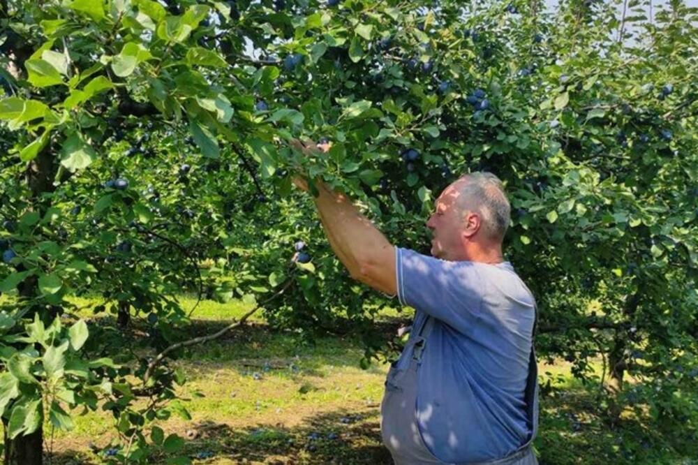 OVAKO ĆETE NAJBOLJE DA PRIPREMITE VAŠA STABLA ZA TEMPERATURE KOJE DOLAZE: Uradite OVO da bi RAĐALE cele godine