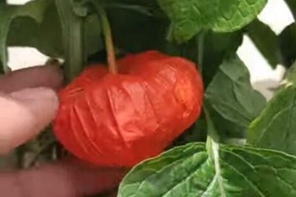 OVO JE NAJLEPŠI JESENJI CVET KOJI SVIMA SADA USPEVA: Njegov PLOD je prava ATRAKCIJA, svi ga ŽELE (VIDEO)