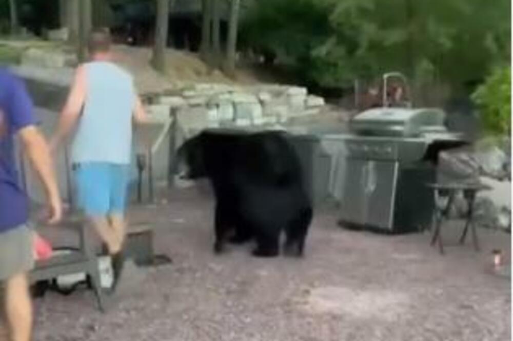 MEDVED UŠETAO U DVORIŠTE, A SVI PRIČAJU SAMO O REAKCIJI DOMAĆINA: Nije NORMALNO šta je uradio ČOVEK (VIDEO)