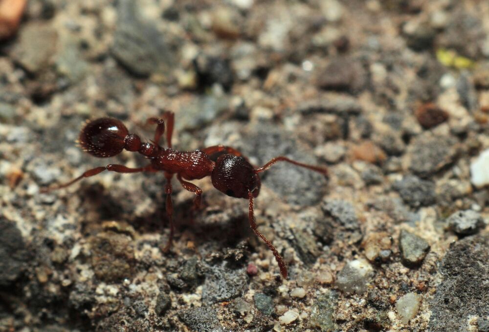 Crveni mrav, Mrav, Mravi