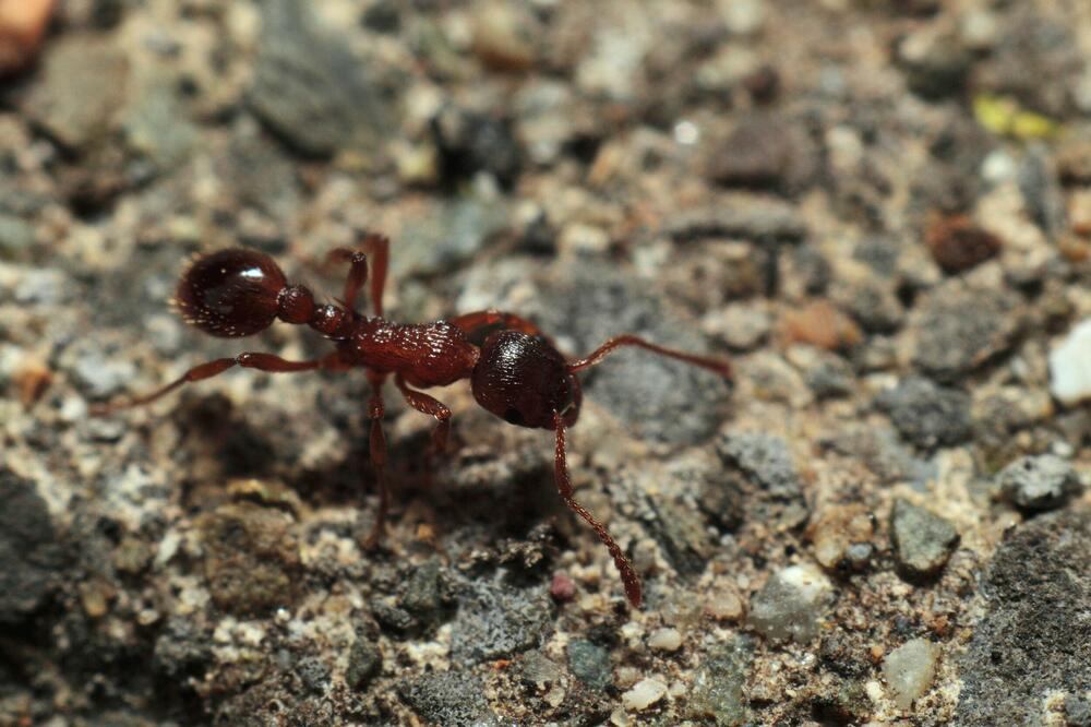 MOLJCI, MRAVI I BUBAŠVABE BEŽAĆE OD OVOGA GLAVOM BEZ OBZIRA: Isplivala tajna smesa, sastojci su minimalni