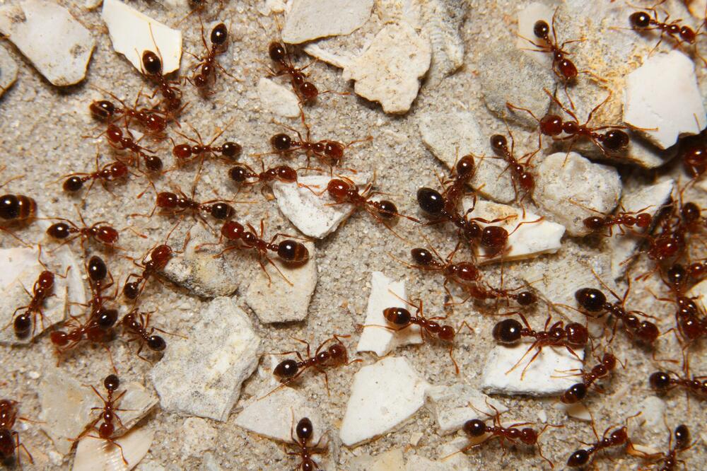 Crveni mravi