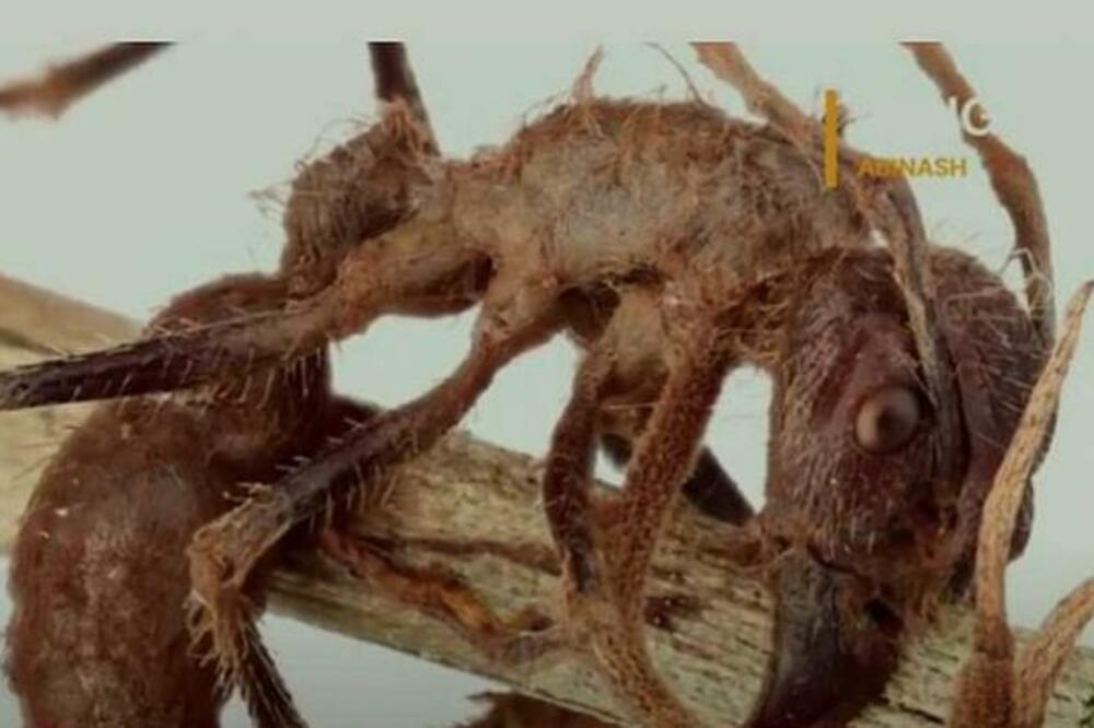 OTKRIVENA JEDNA OD NAJINVAZIVNIJIH VRSTA MRAVA U EVROPI: Pronađena čitava GNEZDA, a jedna stvar ZASTRAŠUJE