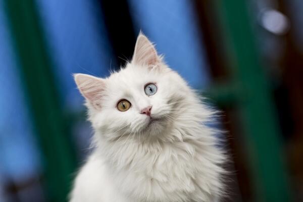 UNIKATNA RASA MAČKE KOJA SE PO SKORO SVEMU RAZLIKUJE OD DOMAĆE: Turska VAN je nešto što se JEDNOM viđa (VIDEO)