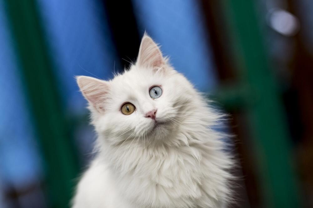 UNIKATNA RASA MAČKE KOJA SE PO SKORO SVEMU RAZLIKUJE OD DOMAĆE: Turska VAN je nešto što se JEDNOM viđa (VIDEO)