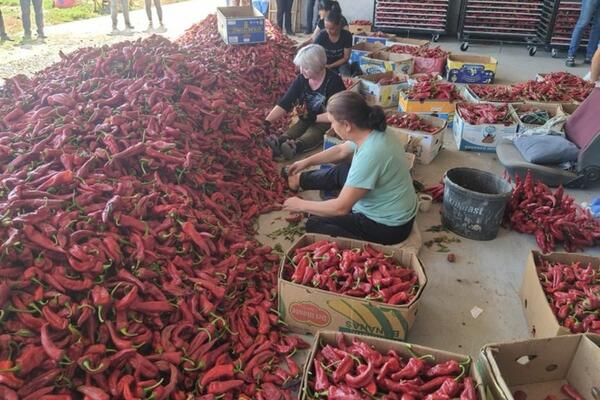 SRPSKO SELO SNIMALA JE NACIONALNA GEOGRAFIJA, A SADA SU DOŠLI ČAK IZ ČIKAGA: Ovo je prestonica crvene paprike! FOTO