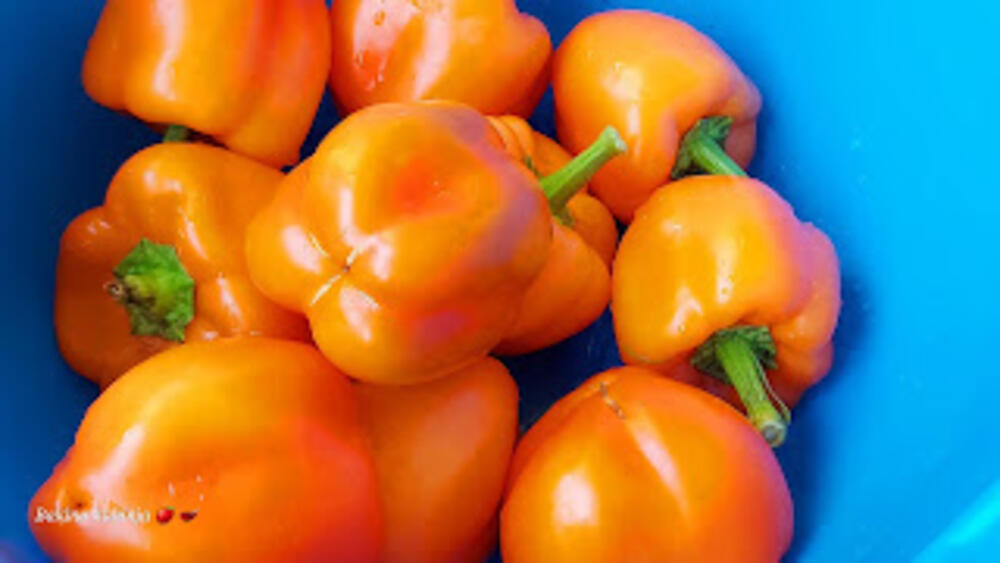 Poparena cepana paprika, Paprika, Zimnica