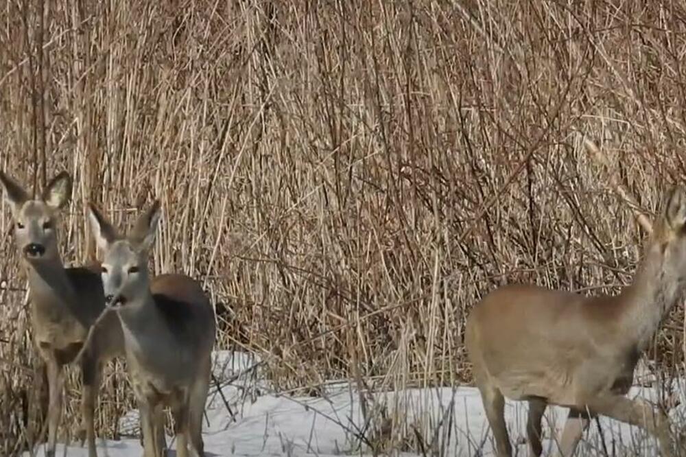UŽASAN PRIZOR U BAČKOJ TOPOLI: Pronađeno 13 leševa UGINULIH SRNA, sumnja se da je OVO UZROK!