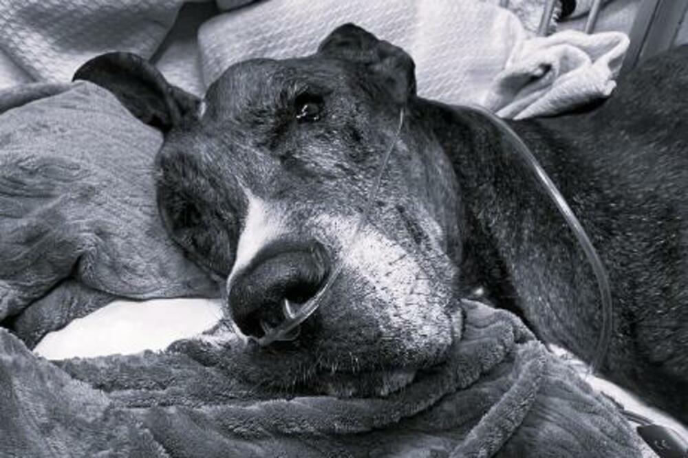 PREMINUO NAJVIŠI PAS NA SVETU, TUGA DO NEBA: Nije mu bilo spasa