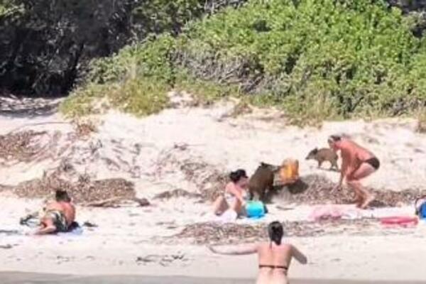 "TAMAN SMO SE PRIVIKLI DA..." Srbi sedeli na PLAŽI, a onda su videli ko im se PRIBLIŽAVA pa pokušali... (VIDEO)