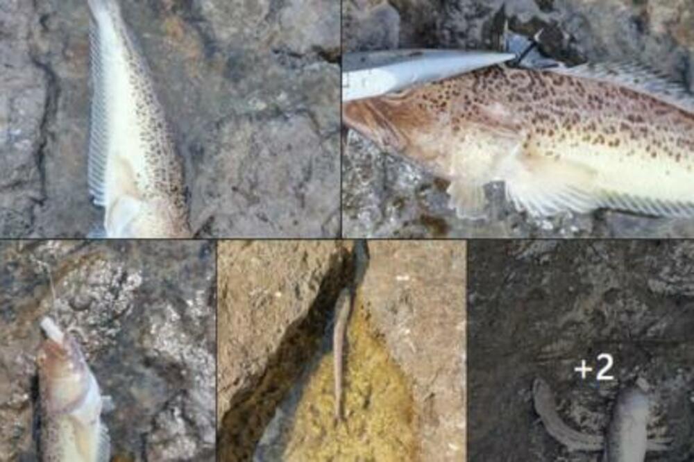 Ovih 8 opasnih stvorenja vrebaju u morima Grčke! Neki žive u plićaku, neki se kriju u pesku, a ako ih zgazite...