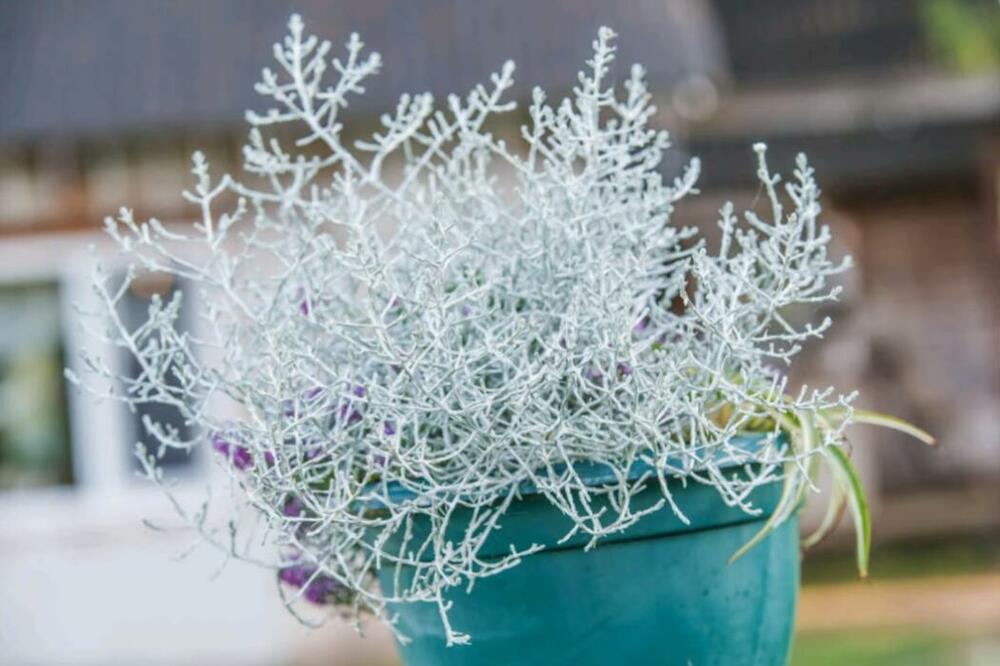 OVO JE NAJNEOBIČNIJI I NAJLEPŠI CVET KOJI USPEVA SVAKOME: Evo kako bi trebalo da je GAJITE