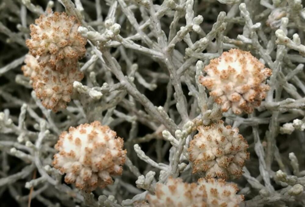 Srebrna kiša, Cvet, Biljka