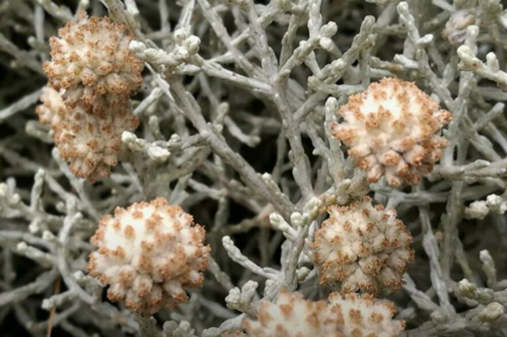 OVO SU NAJOTROVNIJE BILJKE KOJE RASTU I KOD NAS: Pazite da ne dođete U DODIR sanjima jer ODMAH NASTAJU PROBLEMI