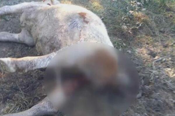 UŽAS NA GOLIJI, PREDATOR ZAKLAO BIKA OD PREKO 350 KILOGRAMA: Meštani u strahu od KRVAVE MISTERIOZNE ZVERI