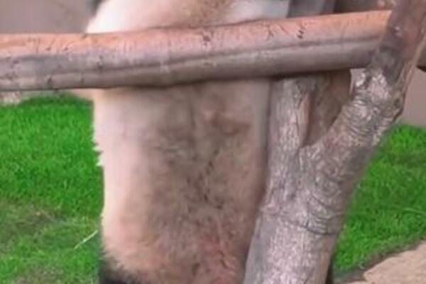 NAJSMEŠNIJI SNIMAK PANDE KRUŽI INTERNETOM I TERA SUZE NA OČI: Pentra se, klizi, sve pršti od VRAGOLIJA (VIDEO)