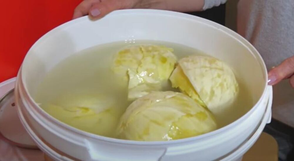 Kiseli kupus, Kiseljenje kupusa, Kupus