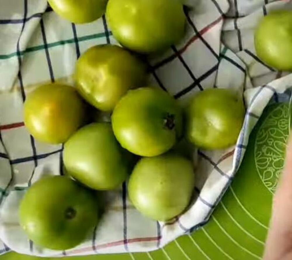 Zeleni paradajz