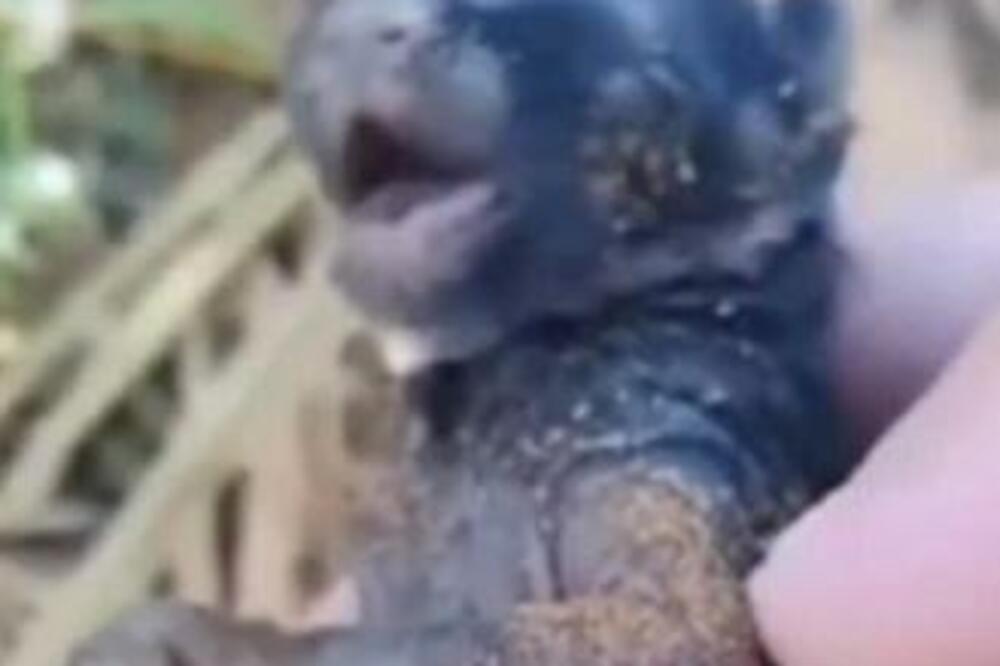 PRONAŠLA JE JEDVA ŽIVU ŽIVOTINJU I UDOMILA MISLEĆI DA JE DOMAĆA: Kad je PORASLA frapirala se, KASNO JE SHVATILA...