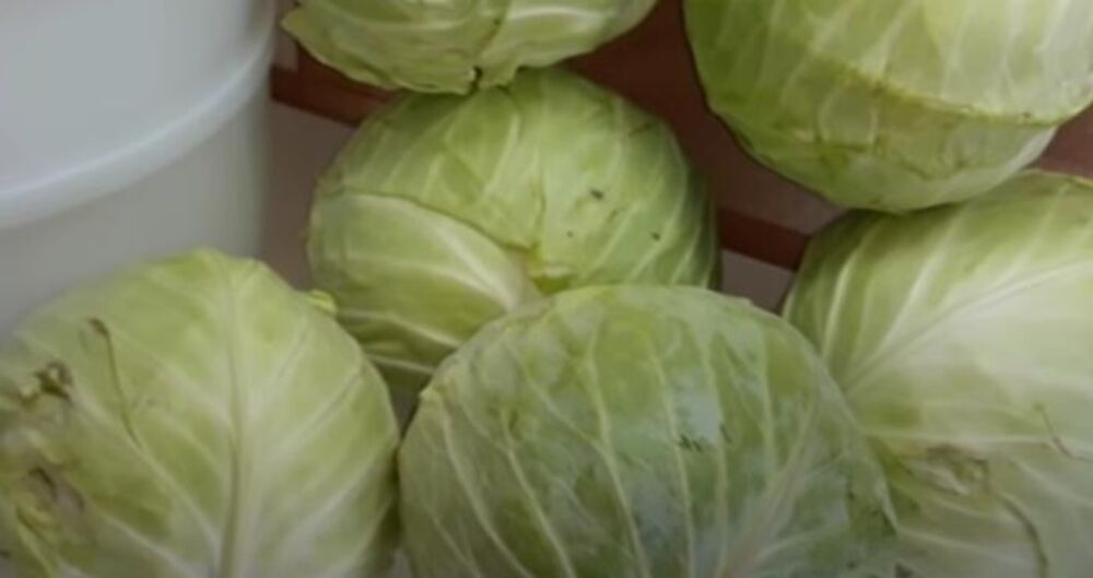 Kupus ribanac, Kupus, Zimnica