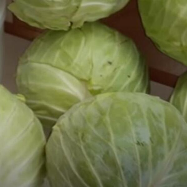 Kada se kiseli kupus? Ovo rade iskusne domaćice da bi rasol uvek bio bistar, a glavice čvrste