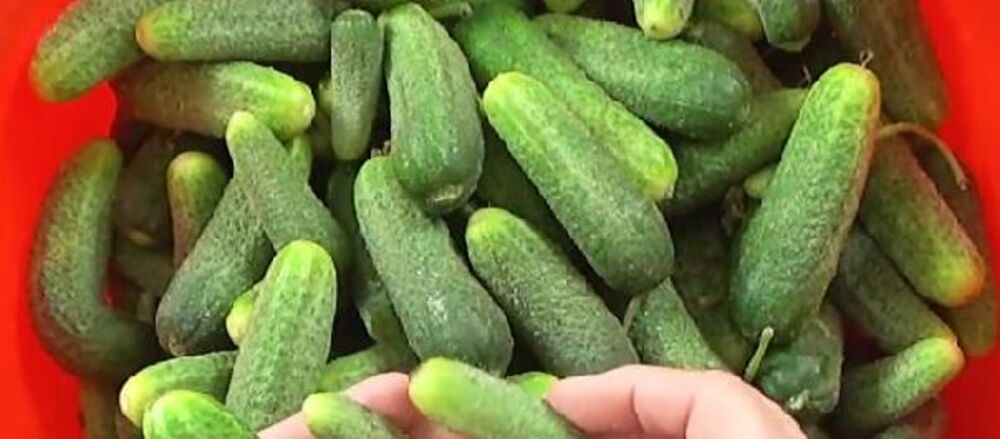 Kiseli krastavci u tegli, Kiseli krastavci