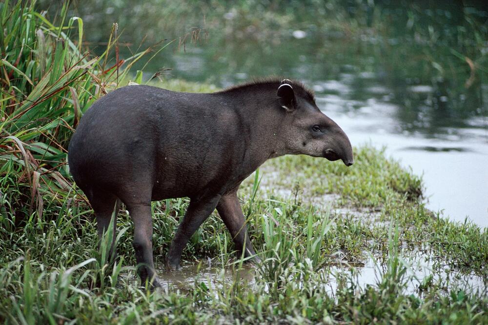 TAPIR LUTA APATINSKIM ŠUMAMA? Stanovnici GORNJEG PODUNAVLJA na NOGAMA, mrežama se ŠIRI SNIMAK OVOG KOPITARA! (FOTO)