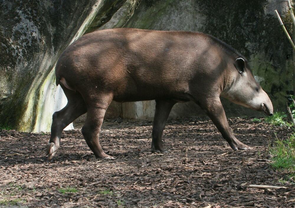 Tapir