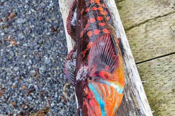 UPECAO JE RIBU, A ONDA JE OTVORIO: Ono plavo što je video unutra, sledilo ga je potpuno (FOTO)