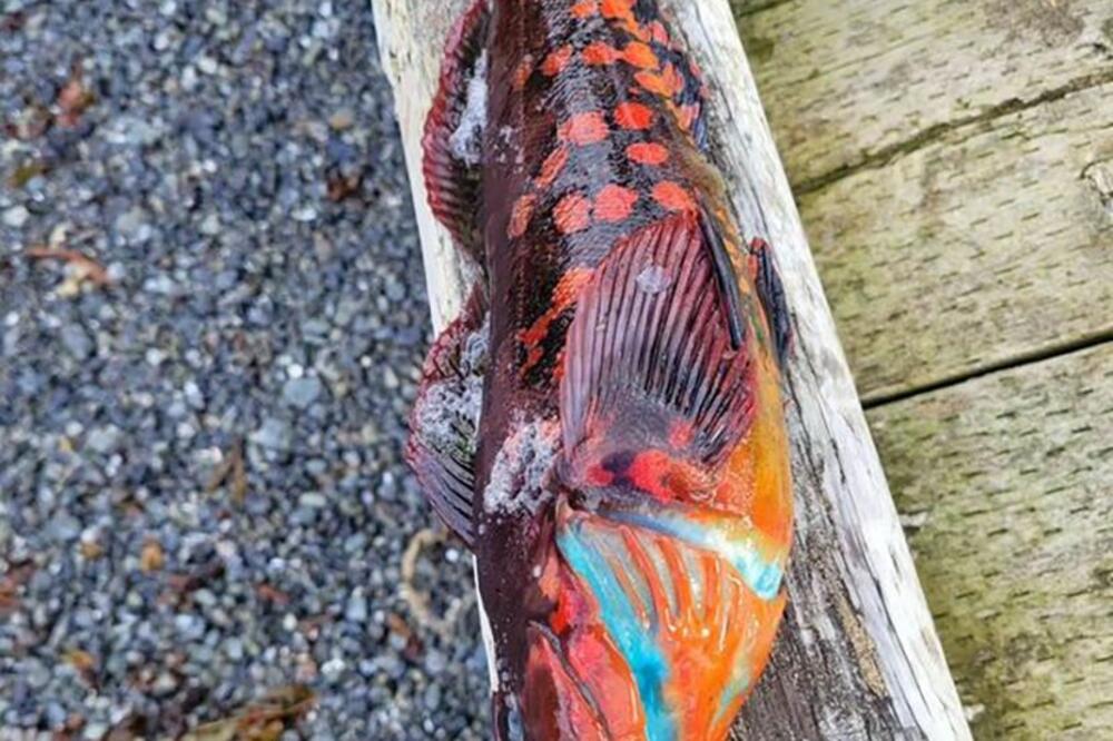 UPECAO JE RIBU, A ONDA JE OTVORIO: Ono plavo što je video unutra, sledilo ga je potpuno (FOTO)