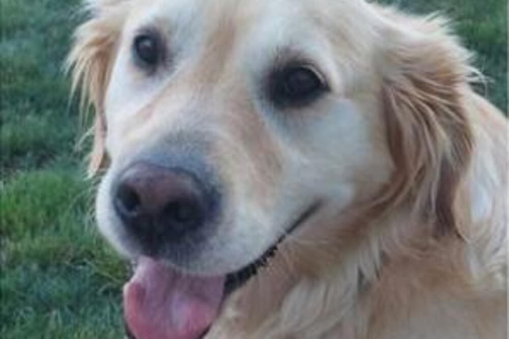 KO USPE DA NAĐE PRELEPU LUNU, SLEDI NAGRADA: Nestala je u Petrovaradinu pre 6 dana, vlasnici OČAJNI! (FOTO)