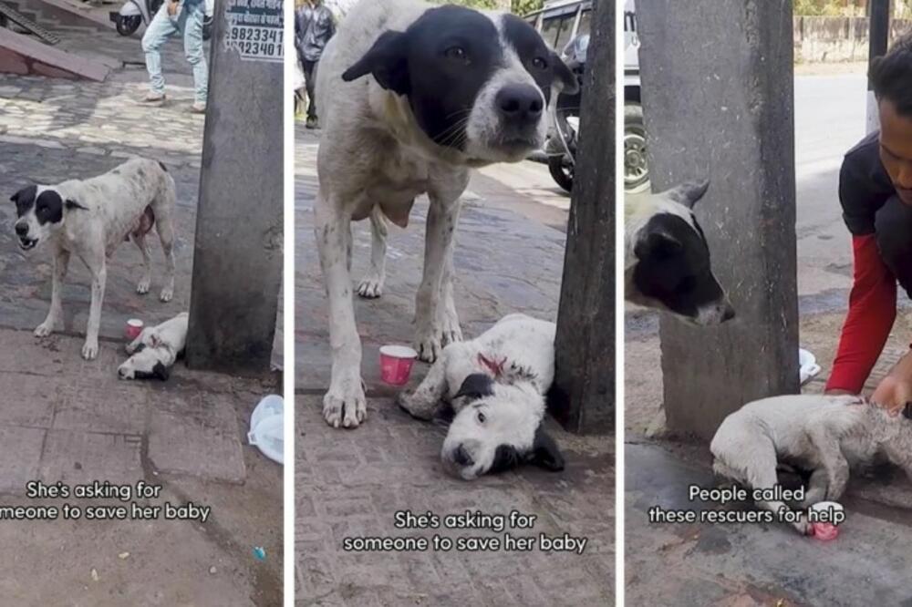 SNIMAK KOJI ĆE VAM NATERATI SUZE NA OČI: Kuja ZAPOMAGALA pored POVREĐENOG ŠTENETA, tuga! (VIDEO)