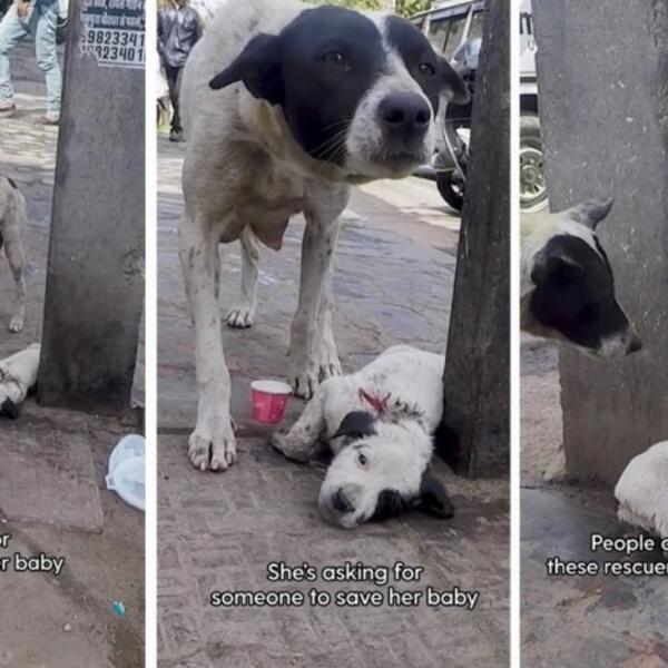 SNIMAK KOJI ĆE VAM NATERATI SUZE NA OČI: Kuja ZAPOMAGALA pored POVREĐENOG ŠTENETA, tuga! (VIDEO)