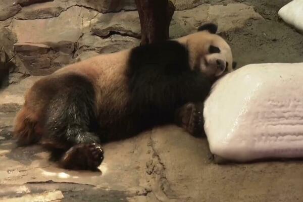 Kako se životinje rashlađuju u zoološkom vrtu? (VIDEO)