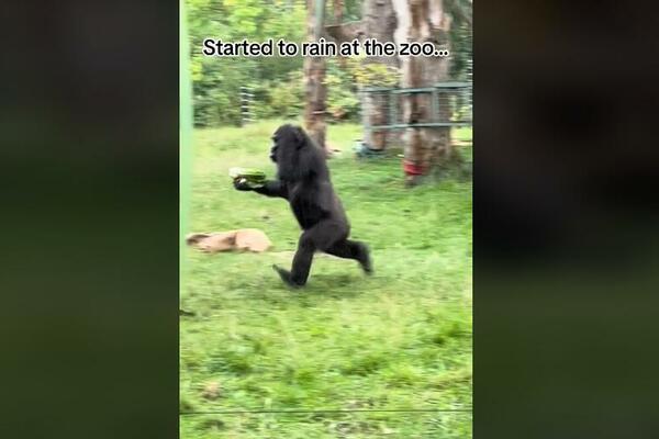 63 MILIONA ZABEZEKNUTO GLEDAJU: Gorile u zološkom vrtu se ponašaju kao LJUDI, ono što RADE NA KIŠI JE... (VIDEO)