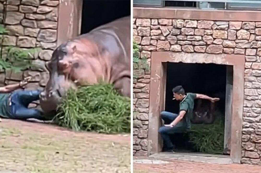GRDOSIJA RAZJAPILA ČELJUSTI, UMALO DA GA PROGUTA! Nilski konj NASRNUO čim ga je ugledao, evo kako se SPASAO (VIDEO)