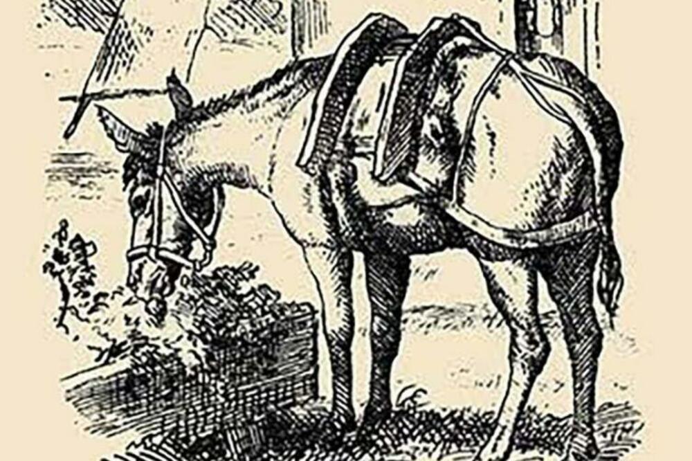 SAMO PRAVI GENIJALCI MOGU DA PRONAĐU KONJANIKA NA OVOJ SLICI ZA 15 SEKUNDI: Proverite i vi koliko ste INTELIGENTNI