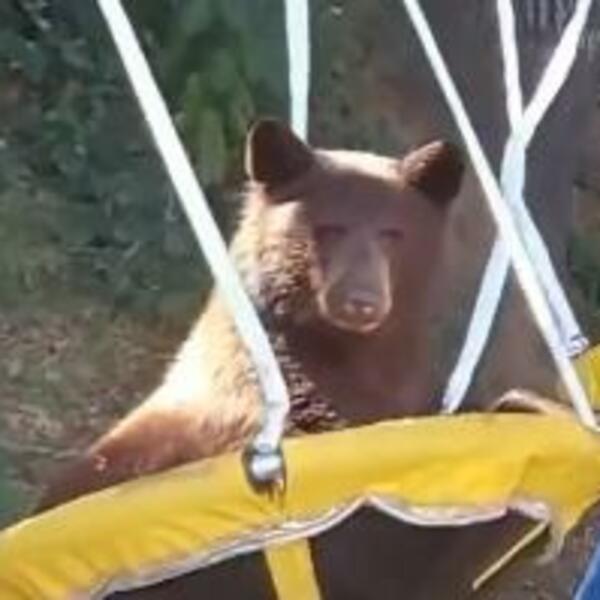DANIMA MU JE MEDVED ULAZIO U DVORIŠTE I LJULJAO SE NA LJULJAŠCI: Kada je postavio KAMERE, UMRO JE OD SMEHA (VIDEO)