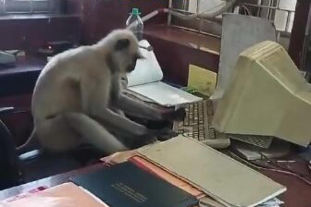 ZATEKLI MAJMUNA U KANCELARIJI NA ŽELEZNIČKOJ STANICI PA ODLEPILI ZBOG PRIZORA: Posle OVOG će im postati novi KOLEGA