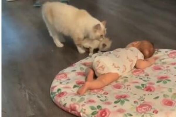 BEBA MIRNO SPAVALA KADA JOJ JE PRIŠLA MAČKA: Emotivna scena koja je usledila RAZNEŽILA je ceo internet (VIDEO)